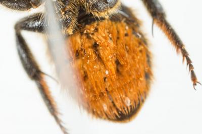  Osmia leaiana (Kirby, 1802)