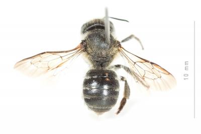  Osmia melanogaster Spinola, 1808