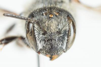  Osmia melanogaster Spinola, 1808