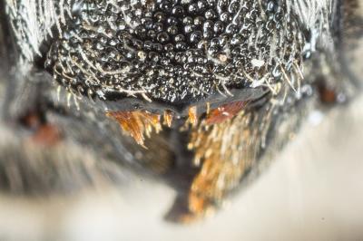  Osmia melanogaster Spinola, 1808