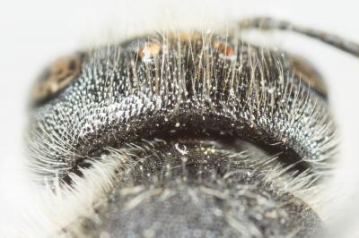  Osmia melanogaster Spinola, 1808