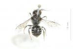  Hoplitis anthocopoides (Schenck, 1853)