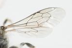  Hoplitis anthocopoides (Schenck, 1853)