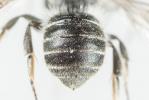  Hoplitis anthocopoides (Schenck, 1853)