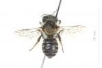  Hoplitis antigae (Pérez, 1895)