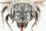  Hoplitis antigae (Pérez, 1895)