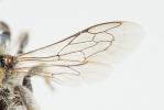  Hoplitis antigae (Pérez, 1895)