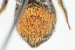  Hoplitis antigae (Pérez, 1895)