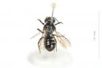  Hoplitis claviventris (Thomson, 1872)