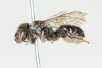  Hoplitis claviventris (Thomson, 1872)
