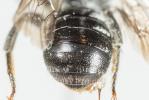  Hoplitis claviventris (Thomson, 1872)
