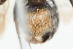  Hoplitis claviventris (Thomson, 1872)