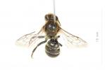  Hoplitis claviventris (Thomson, 1872)