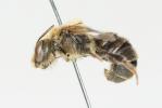  Hoplitis claviventris (Thomson, 1872)