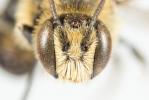  Hoplitis claviventris (Thomson, 1872)