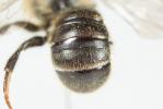  Hoplitis claviventris (Thomson, 1872)