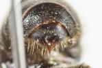  Hoplitis claviventris (Thomson, 1872)