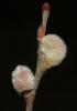Saule cendré Salix cinerea L., 1753