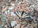 Flambé (Le) Iphiclides podalirius (Linnaeus, 1758)
