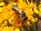  Halictus quadricinctus (Fabricius, 1776)
