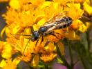  Halictus quadricinctus (Fabricius, 1776)