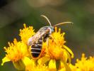  Halictus quadricinctus (Fabricius, 1776)