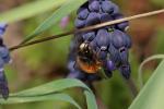 Osmie rousse Osmia bicornis (Linnaeus, 1758)