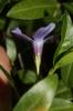 Petite pervenche, Violette de serpent Vinca minor L., 1753