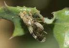 Tephritis formosa (Loew, 1844)