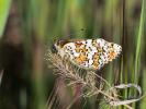 Mélitée du Plantain (La), Déesse à ceinturons (La) Melitaea cinxia (Linnaeus, 1758)
