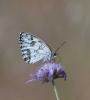 Echiquier ibérique (L'), Échiquier d'Ibérie (L') Melanargia lachesis (Hübner, 1790)