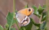 Fadet des garrigues (Le), Palémon (Le), Doré (Le) Coenonympha dorus (Esper, 1782)