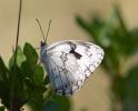 Echiquier ibérique (L'), Échiquier d'Ibérie (L') Melanargia lachesis (Hübner, 1790)