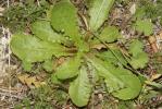 Urosperme fausse Picride Urospermum picroides (L.) Scop. ex F.W.Schmidt, 1795