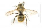  Osmia nasoproducta Ferton, 1909