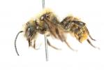  Osmia nasoproducta Ferton, 1909