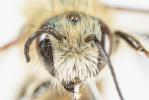  Osmia nasoproducta Ferton, 1909