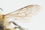 Osmia nasoproducta Ferton, 1909