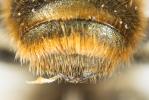  Osmia nasoproducta Ferton, 1909