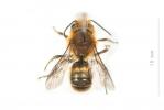  Osmia niveata (Fabricius, 1804)