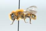  Osmia niveata (Fabricius, 1804)