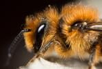  Osmia niveata (Fabricius, 1804)