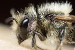  Osmia niveata (Fabricius, 1804)