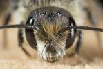  Osmia niveata (Fabricius, 1804)