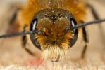 Osmia niveata (Fabricius, 1804)