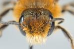  Osmia niveata (Fabricius, 1804)