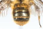  Osmia niveata (Fabricius, 1804)