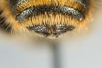  Osmia niveata (Fabricius, 1804)