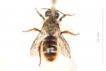  Osmia rufohirta Latreille, 1811