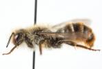  Osmia rufohirta Latreille, 1811